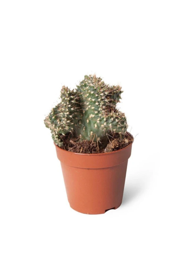Opuntia Fulgida Cristata 5,5cm Ø - Kaktüs