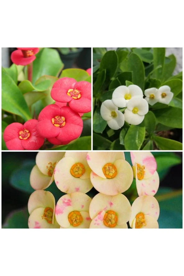 3 Adet Dikenler Tacı Sarı Kırmızı Beyaz Doğa Flora