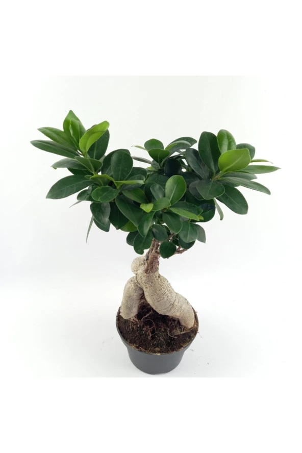 Bonsai