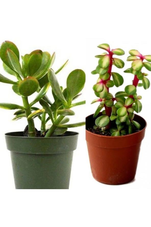 2 Tür Para Ağacı Crassula Ovata+Yeşim Ağacı