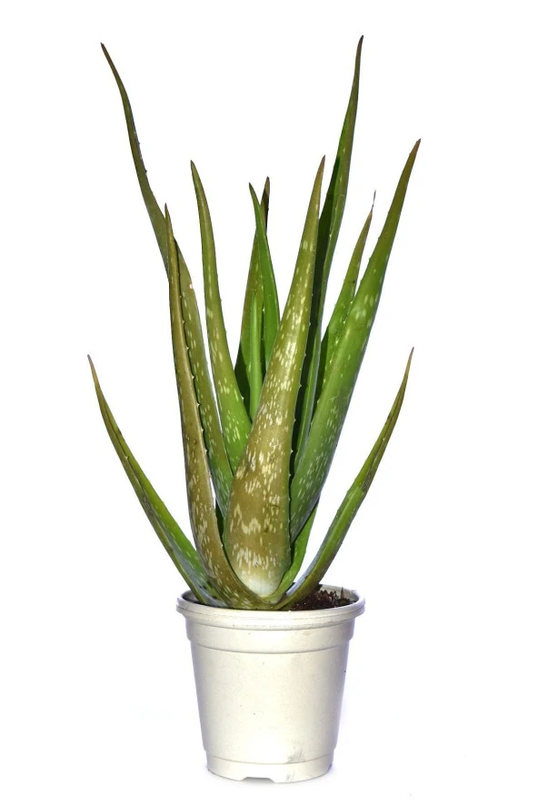 Tıbbi Aloevera Bitkisi Fidanı +4 Yaş Yetişkin Saksılı Şifalı Aloe Vera 50-60 cm