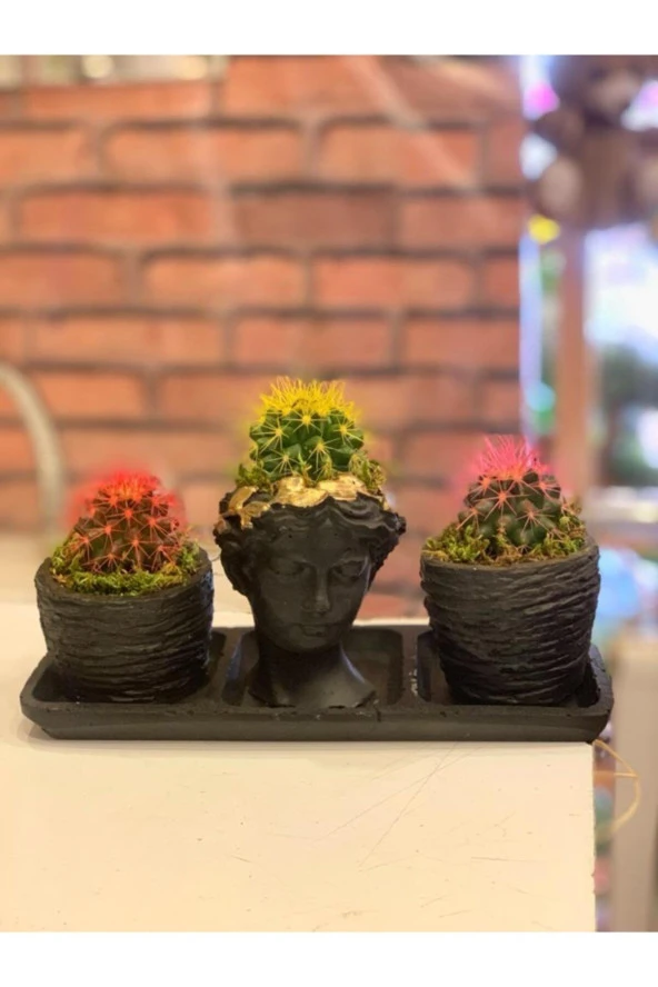 Trio Helen Saksı Kaktüs