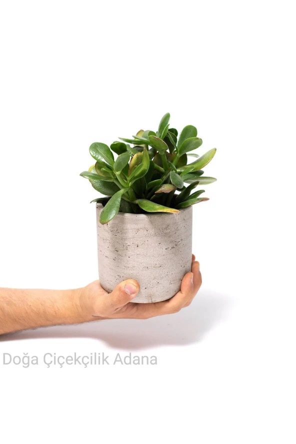 Seramik Saksıda Para Ağacı Bereket Ağacı Crassula Ovata 001