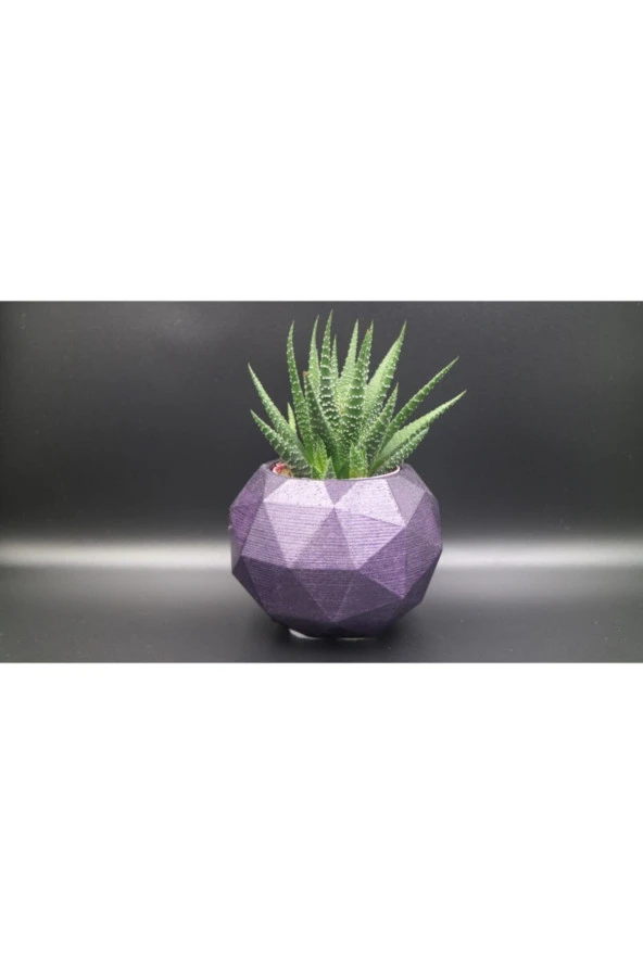 Fp3 Teramo Dekoratif Beton Saksı Ve Haworthia