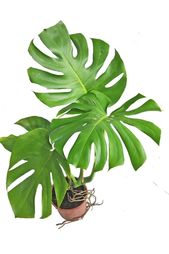 Monstera Deve Tabanı 80 - 90 Cm Büyük Delikli Yapraklı Ve Mor Hoya Çiçeği