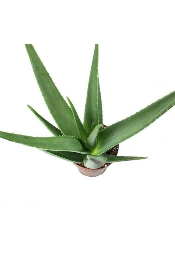 Aloe Vera Sarısabır 10.5 Saksıda