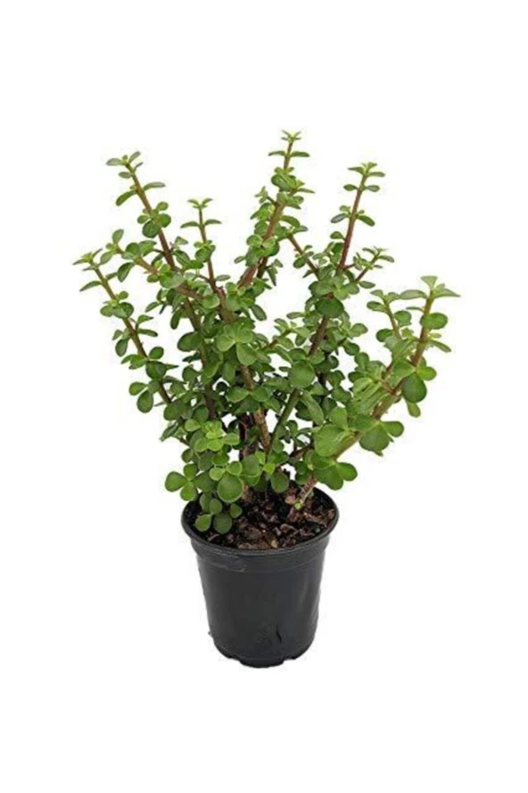 Para Ağacı Bonsai Bitkisi