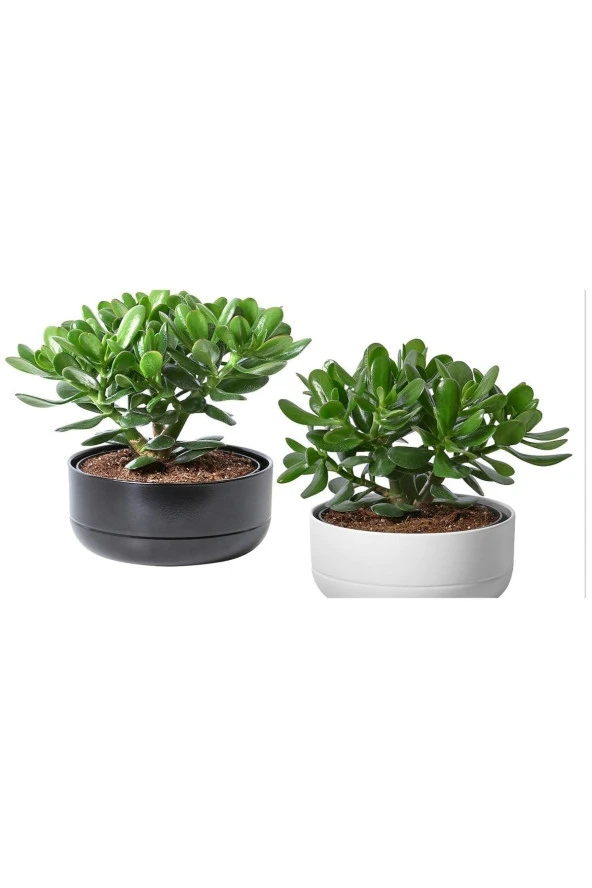 1 Adet Hediyelik Taş Saksıda Para Ağacı Bereket Çiçeği Crassula Ovata