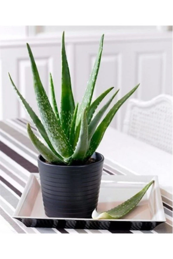 Aloe Vera Bitkisi