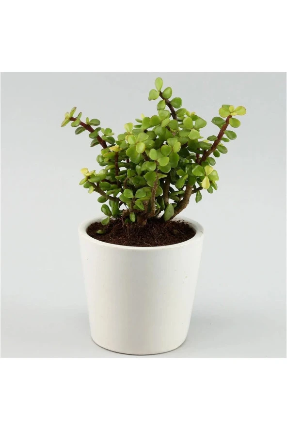 Portulacaria Afra Para Ağacı Fil Azlığı