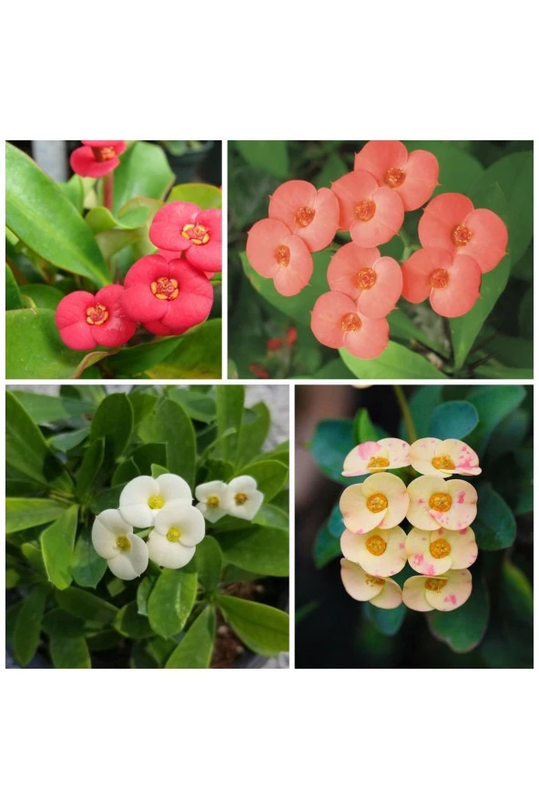 4 Adet Dikenler Tacı Sarı kırmızı pembe beyaz Doğa Flora