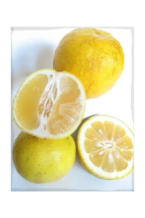 Tüplü Tatlı Limon Şeker Limon Fidanı