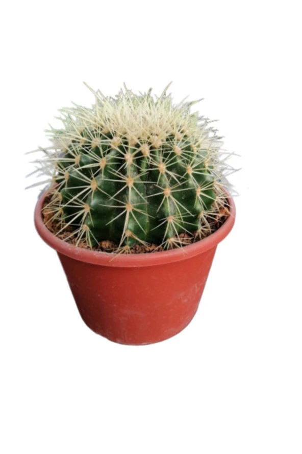 Altın Fıçı Kaktüs -Echinocactus Grusonii-Varil Kaktüs-Top Kaktüs / 15 cm
