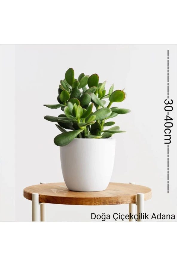 Para Ağacı Bereket İyi Şans Ve Para Çiçeği Crassula Ovata 01