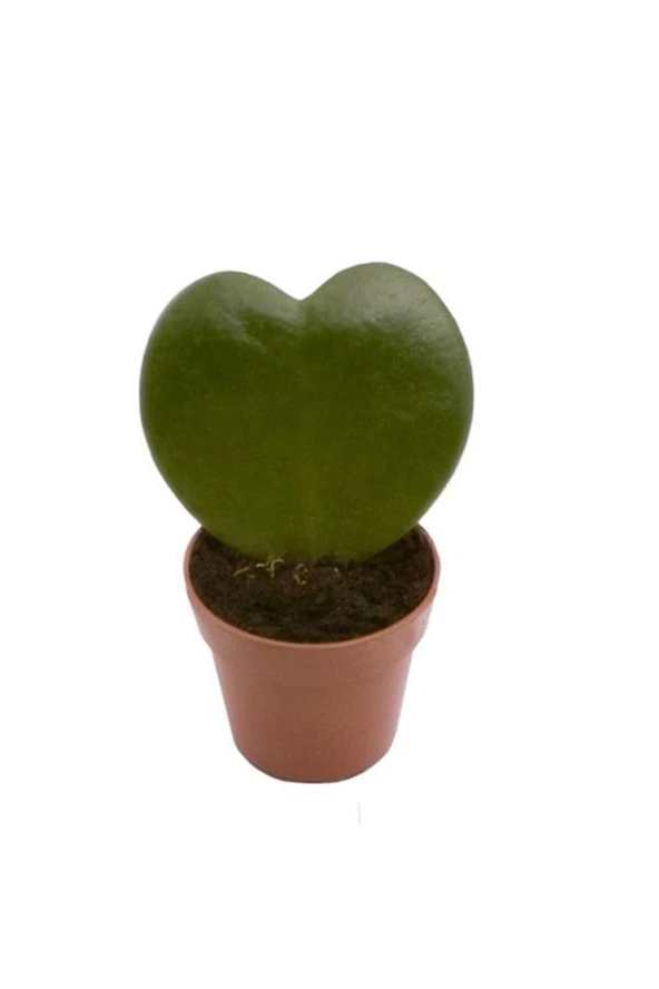 Hoya Kerrii