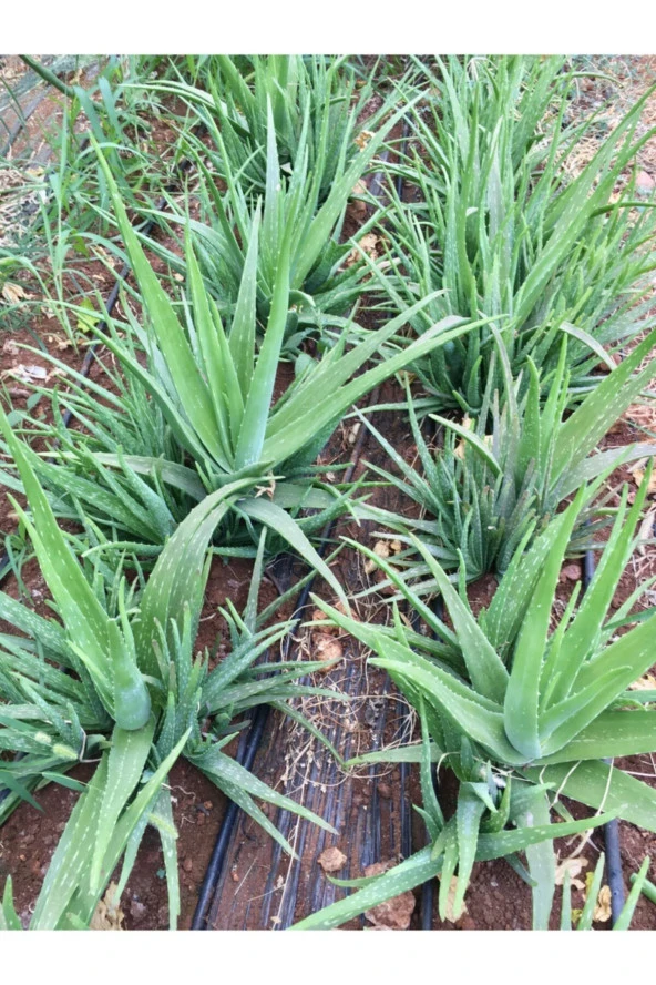 2 Adet Aloe Vera Fidanı (30-35 CM) Köklü Saksısız Kozmetik Türü Barbadensis Miller