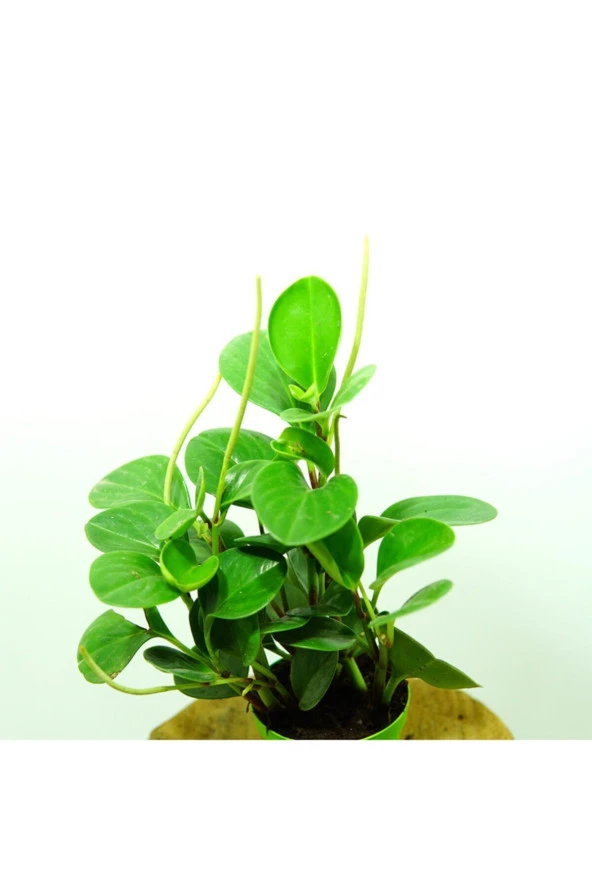Zümrüt Dalgası Bitkisi - Peperomia