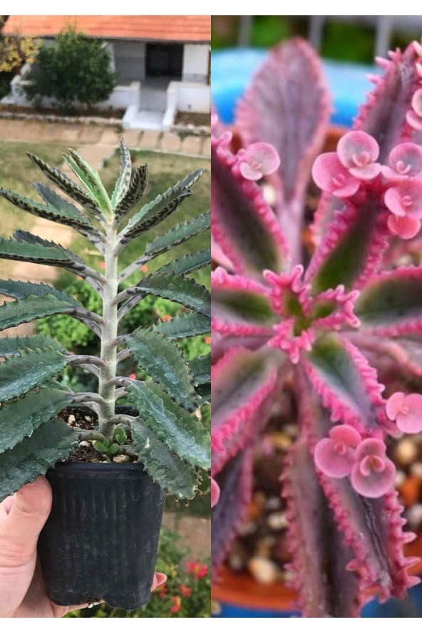 Pembe Ve Yeşil Aşkın Gözyaşı Çiçeği