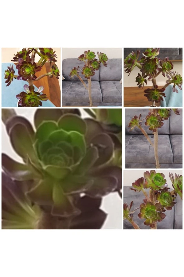 Bonsai Aeonium Radyasyon Emici Irlanda Gülü (ömrü 200 Yıldır)