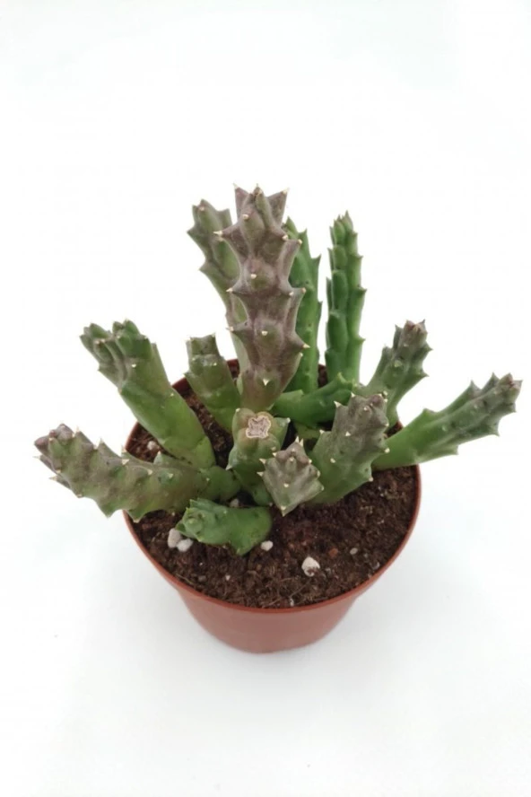 Leş Kaktüs ( Büyük Çiçekli Leopar Desen) - 8.5 Cm Saksıda - 2