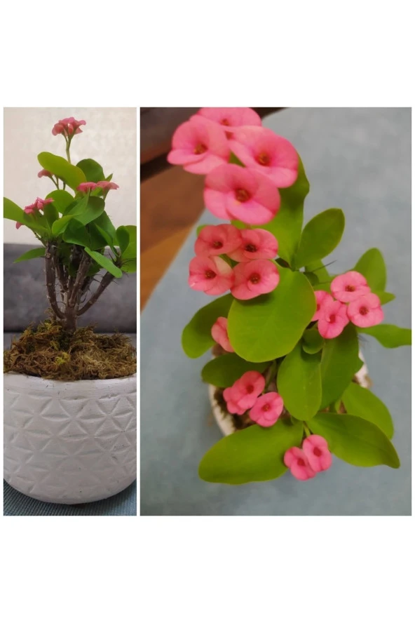 Dekoratif Saksıda Pembe Dikenler Tacı