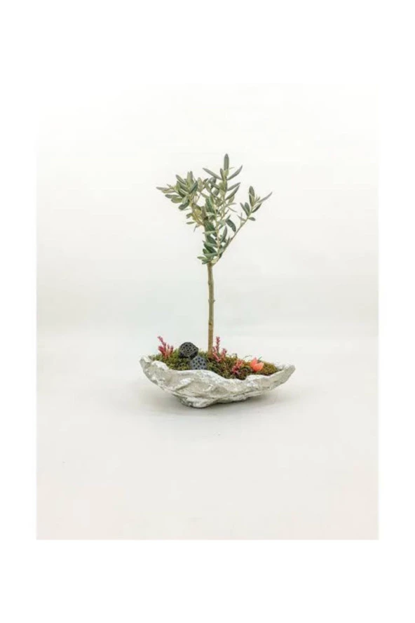 Beton Kaya Saksıda Zeytin Bonsai