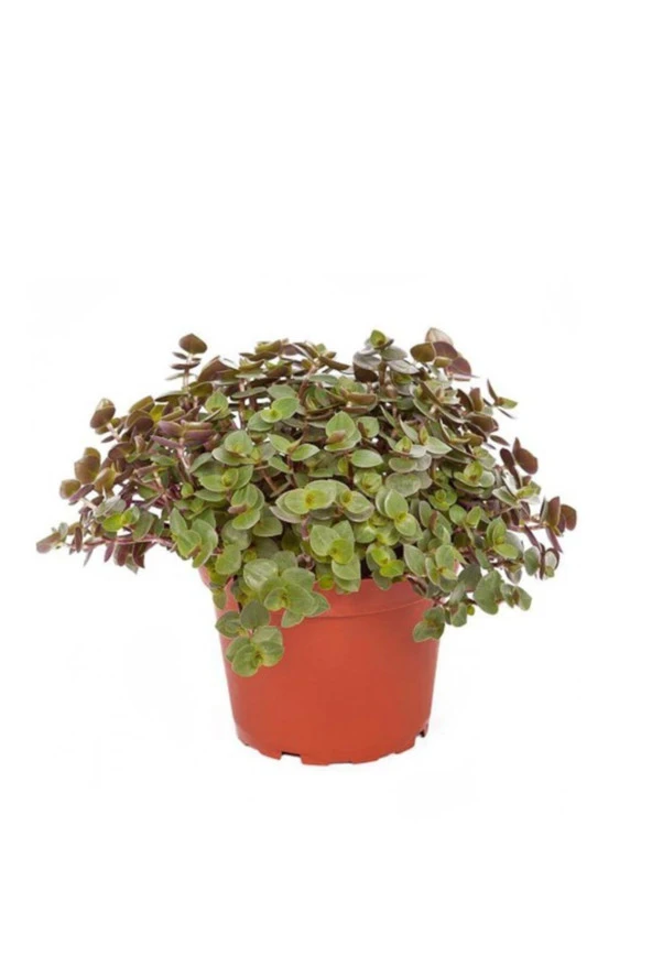 Callisia Repens Arapsaçı Çiçeği Sukulent 5.5 cm Saksıda