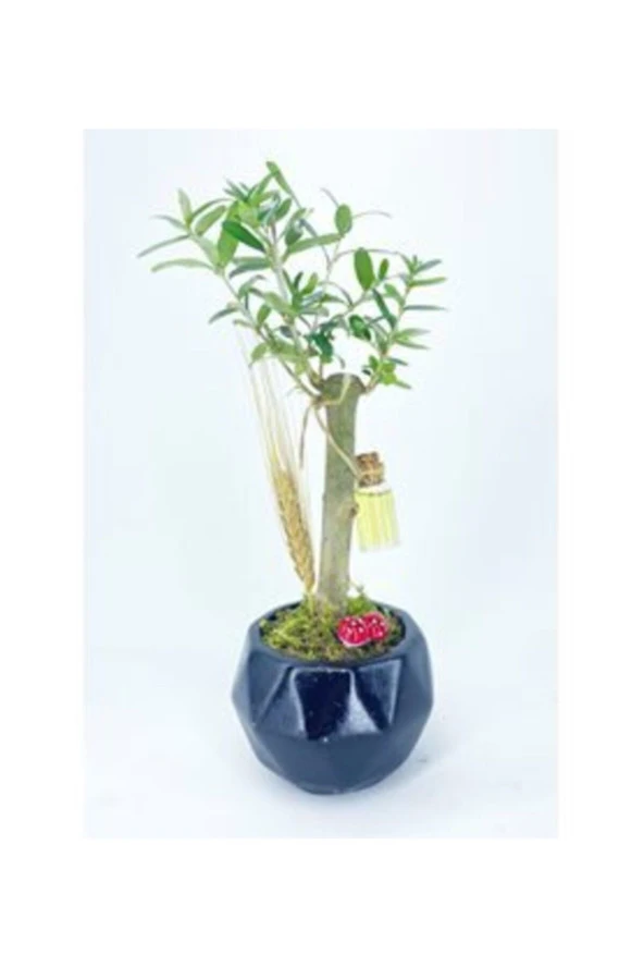 Zeytin Ağacı Bonsai & Siyah Geometrik Beton Saksıda Hediyelik Canlı Çiçek