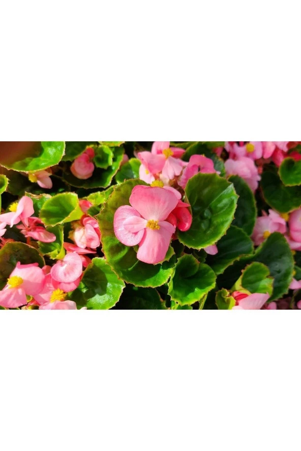 30 Adet Şeker Begonya Fidesi 5cm-15cm