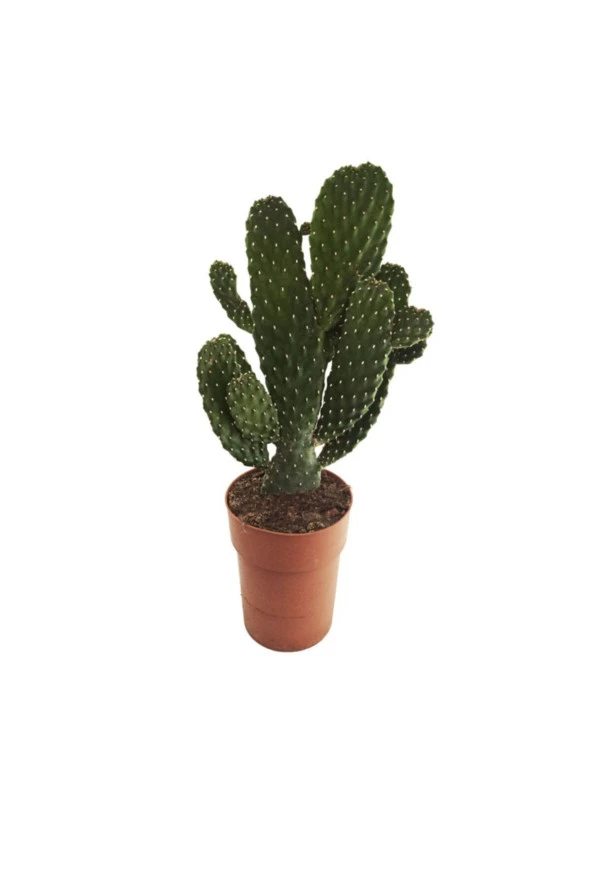 Opuntia Rubescens 'consolea' (14 Cm Saksıda)