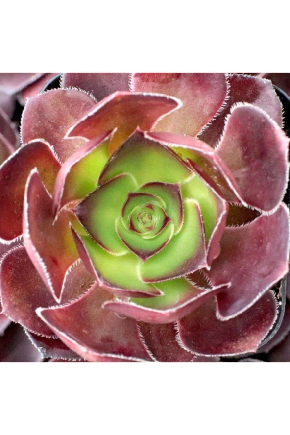 Aeonium Arboreum 'silk Pinwheel' Sukulent Tohumu