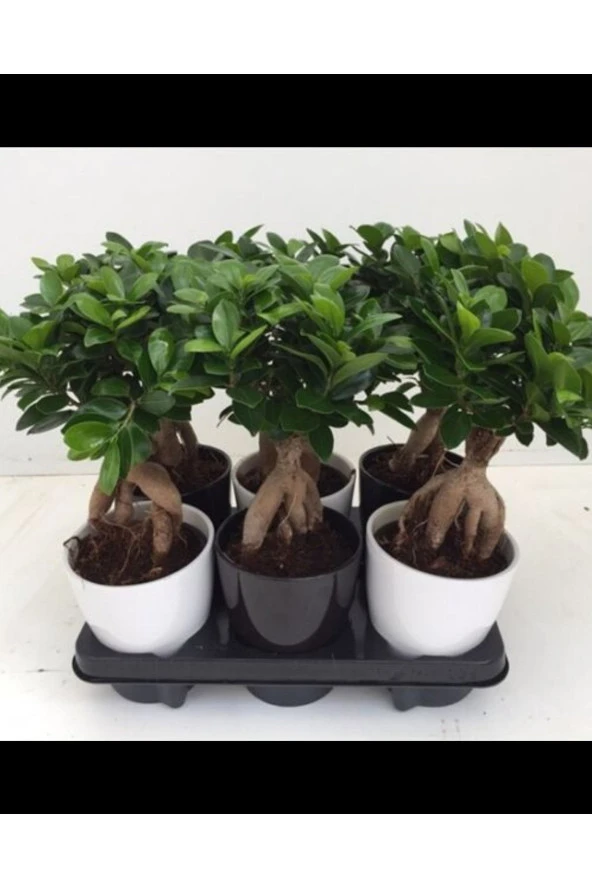 Hediyelik Bonsai Ficus Microcarpa