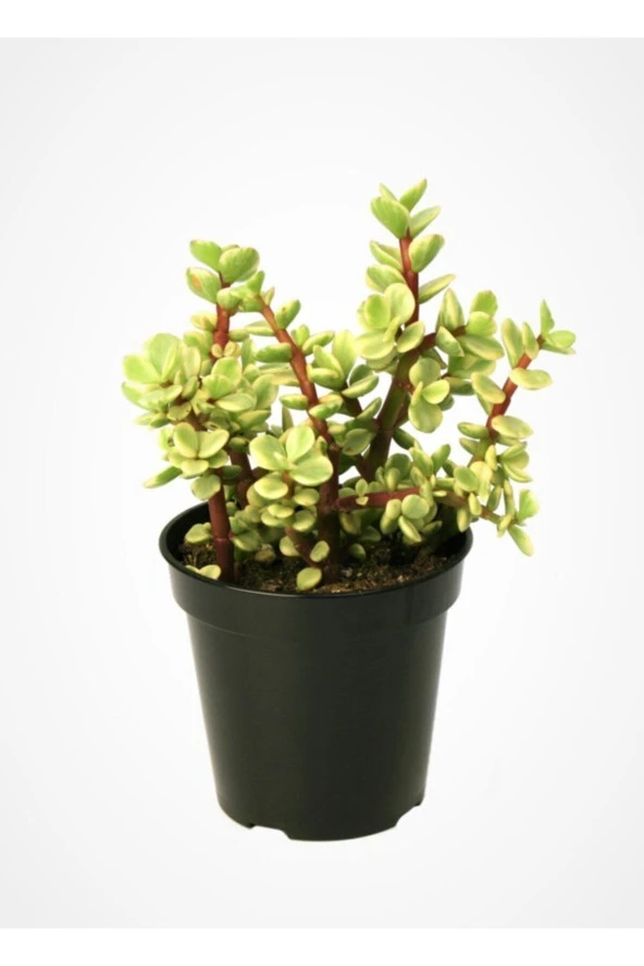 Portulacaria Afra Variegata,fil Azığı,yeşim 5,5 Sukulent Saksısında