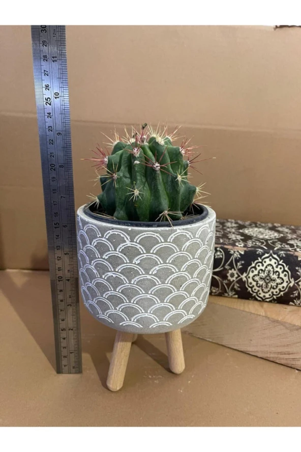 Ferocactus Stainesi 12*9 Cm Beton Ayaklı Saksıda Radyasyon Emici Kaktüs-ev Ofis Iç Mekan Bitkisi