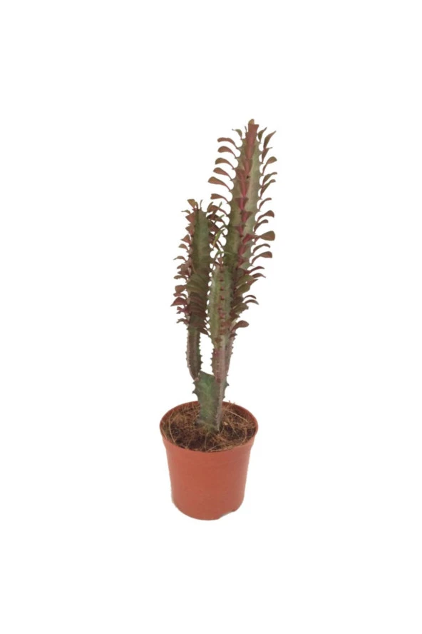 Euphorbia Trigona Rubra Süt Ağacı Kaktüs 40 Cm