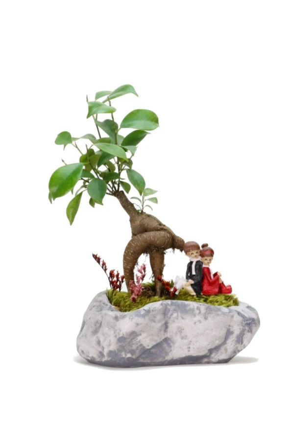 Pisagor Mini Ficus Bonsai Ve Sırt Sırta Sevgililer