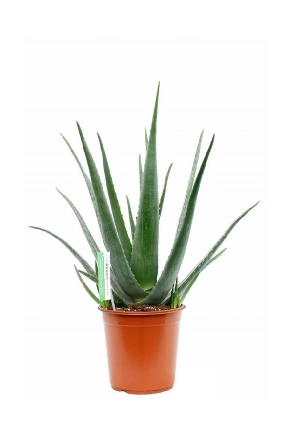 Aloe Vera Bitkisi 30 40 Cm Sarı Sabır Bitkisi Ev Bitkisi