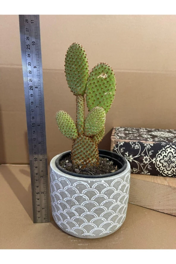 Opuntia Microdasys Rufida 12*9 Cm Beton Saksıda Kaktüs
