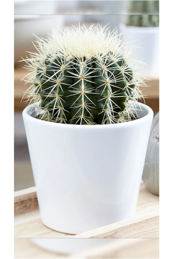 Altın Fıçı Kaktüs Echinocactus Grusonii