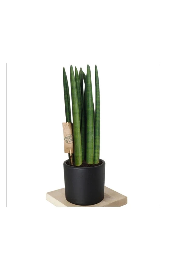 Paşa Kılıcı Sansevieria Cylindrica Özel Saksıda