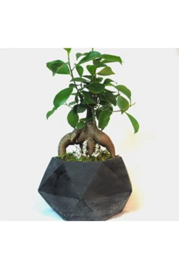 Ficus Ginseng Bonsai & Siyah Geometrik Beton Saksıda Hediyelik Canlı Çiçek