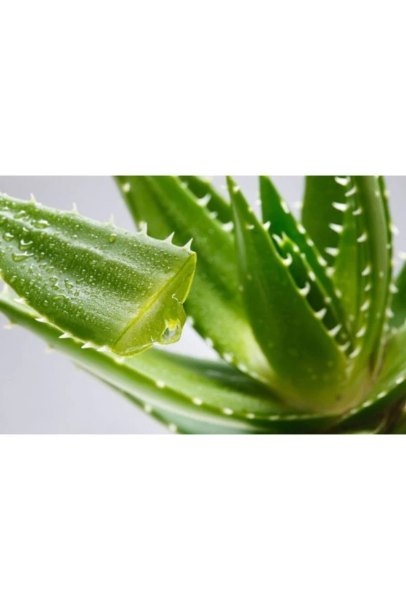 5 kg Aloe Vera Yaprak Kozmetik Türü jel Dolu Yapraklar