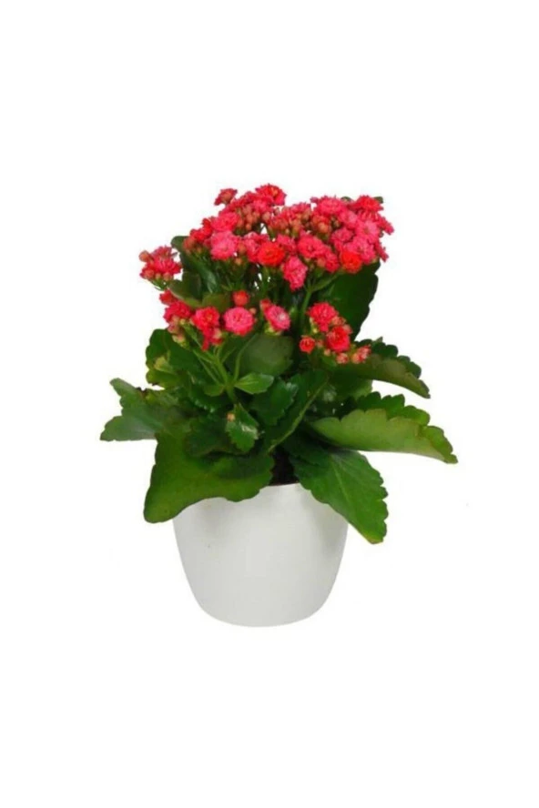 Kalanchoe Kırmızı Renkli Kalanşo Seramik Saksıda