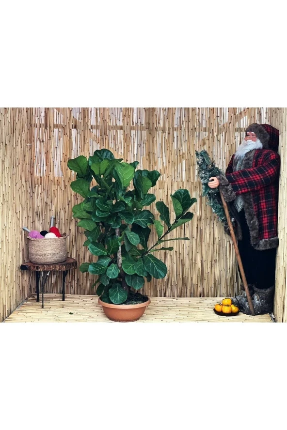 Ficus Lyrata (bambino Anaç) 110 Cm