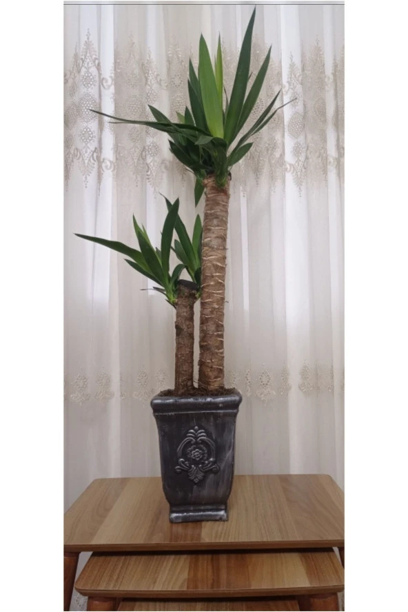 Yucca Dekoratif Beton Saksıda Çift Köklü 70-80 Cm