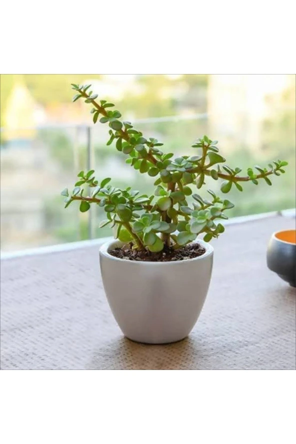 Dekoratif Saksıda Para Ağacı Bereket Ağacı Afra Bonsai