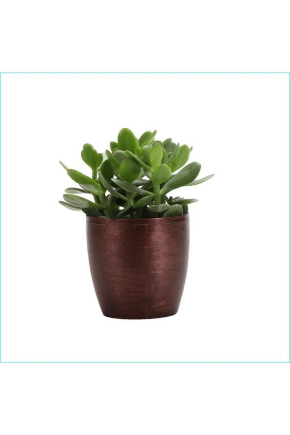 Para Ağacı Bereket, Iyi Şans Ve Para Çiçeği Crassula Ovata Dekoratif Saksıda