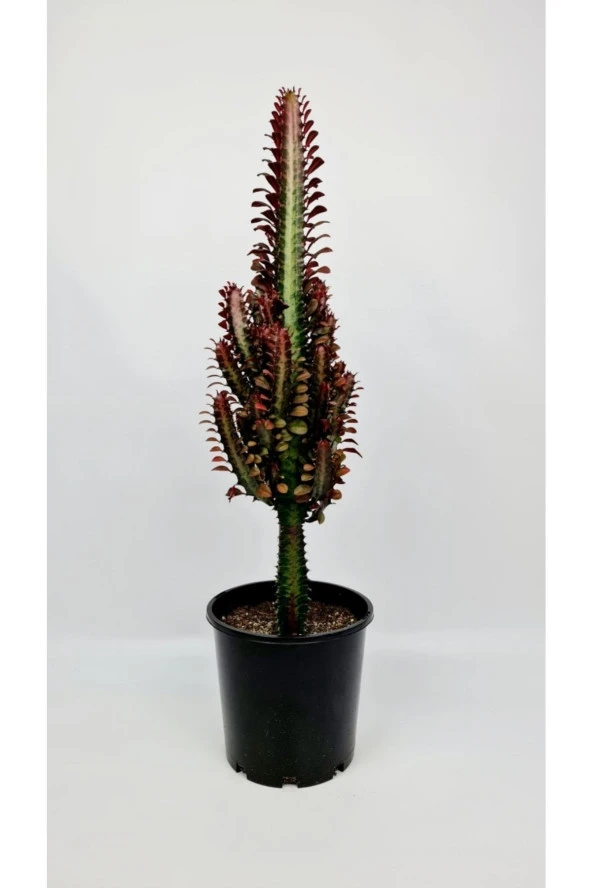 Süt Ağacı Euphorbia Trigona 60 Cm Dekoratif Saksıda