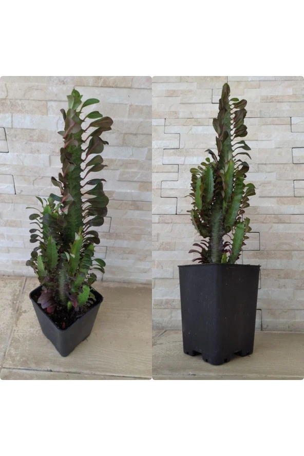 Süt Ağacı Euphorbia Trigona (süt Ağacı)