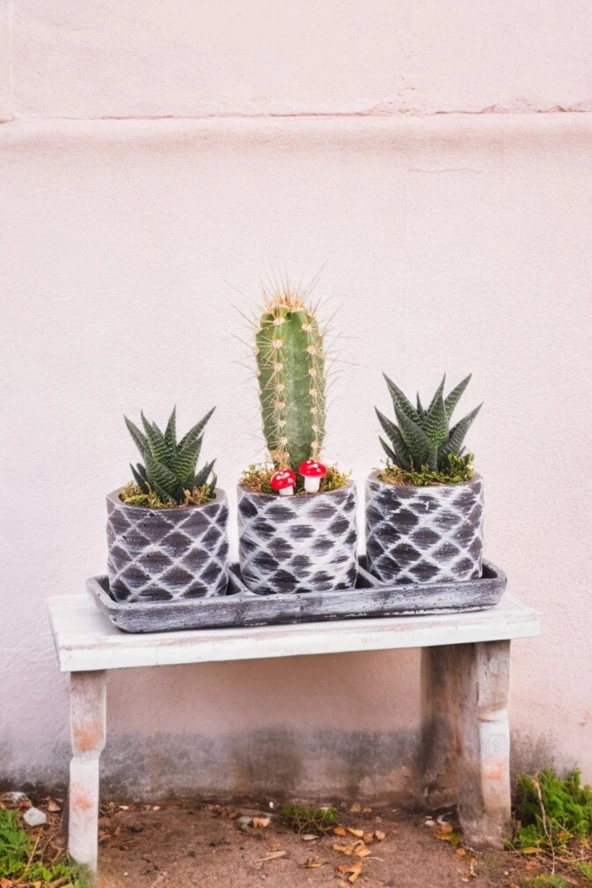 Dekoratif taş saksılarda sukulent kaktüs aranjmanı - Resim 2